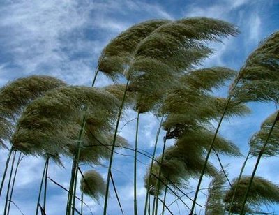 Meteo, In arrivo forti venti di burrasca