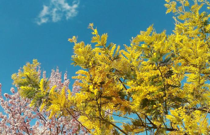 Meteo, primavera “sboccia” prima in Sicilia ma inverno è dispettoso