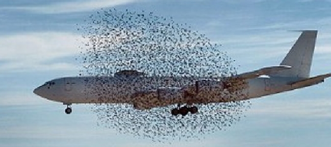 Stormo di uccelli su aereo Roma-Palermo