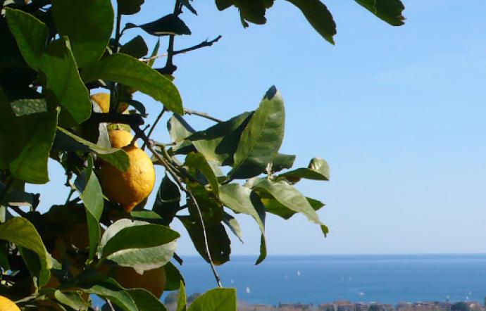 Il Limone dell’Etna verso il marchio Igp dell’Ue